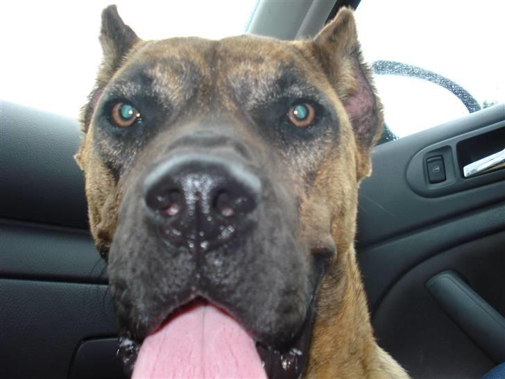 Dogo canario dg´s brecka (cali) billede 6