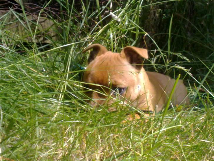 Staffordshire bull terrier Betty  - Betty på eventyr billede 5