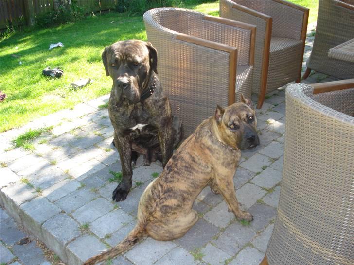 Dogo canario dg´s brecka (cali) billede 7