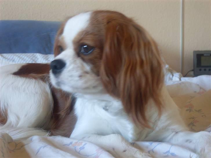 Cavalier king charles spaniel Cavasoles Nuggi billede 10