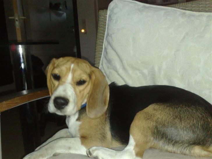 Beagle Futte billede 16