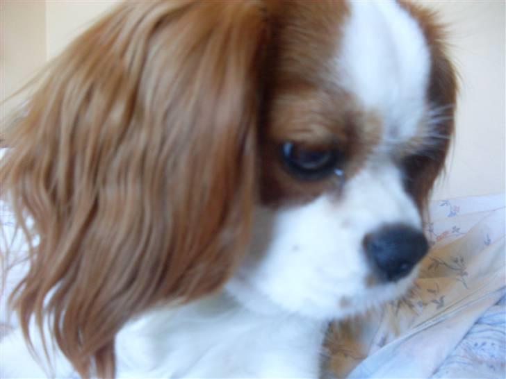 Cavalier king charles spaniel Cavasoles Nuggi billede 11