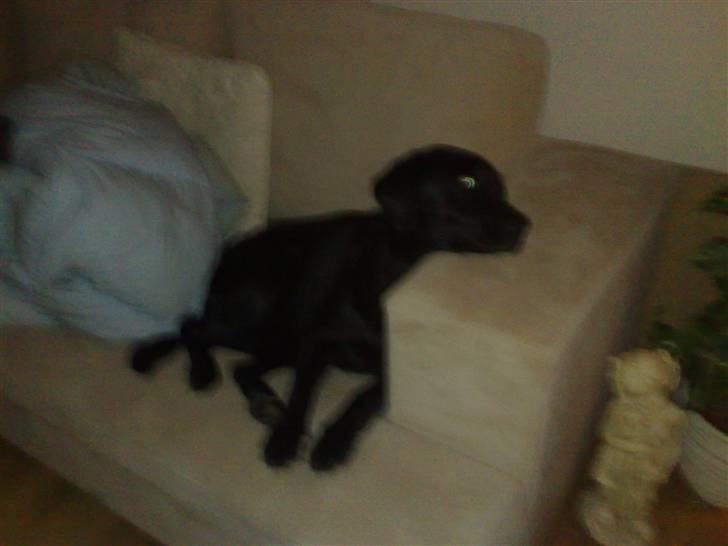 Labrador retriever Jessie billede 9