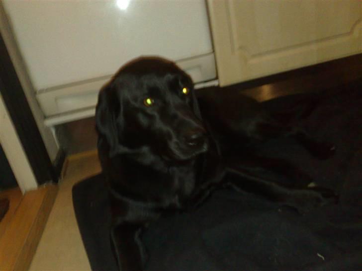 Labrador retriever Jessie billede 10