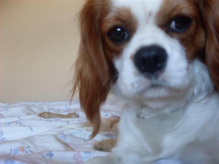 Cavalier king charles spaniel Cavasoles Nuggi billede 12