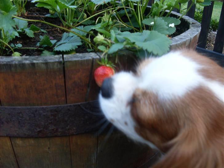 Cavalier king charles spaniel Cavasoles Nuggi - Nuggi elsker jordbær:o) billede 13