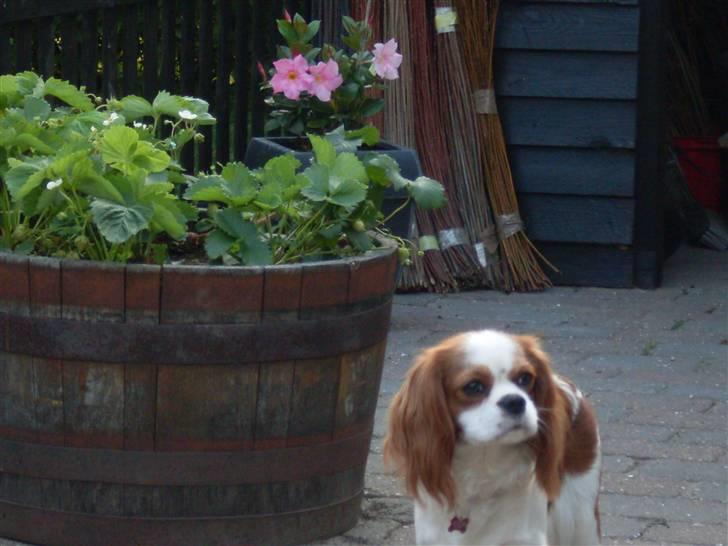 Cavalier king charles spaniel Cavasoles Nuggi - Uskyldige Nuggi billede 14