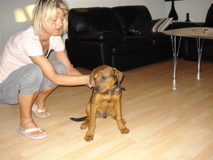 Blanding af racer Samson - Her er jeg som helt lille vov vov ;-) billede 5