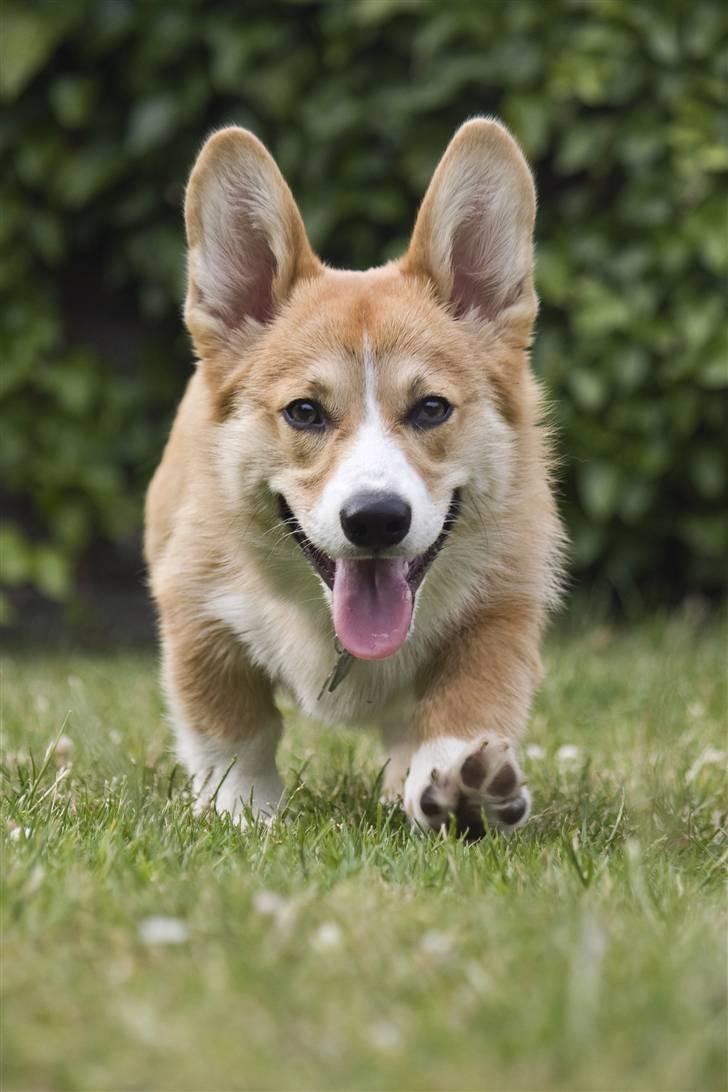 Welsh corgi pembroke Louie - 29 juni 2009 - "moster" skulle lige teste sit nye kamera billede 13