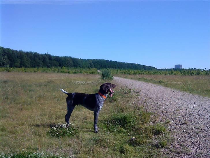 Korthåret hønsehund Søborggårds Ekko billede 19