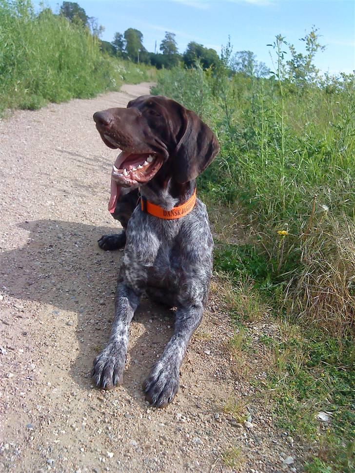 Korthåret hønsehund Søborggårds Ekko billede 20