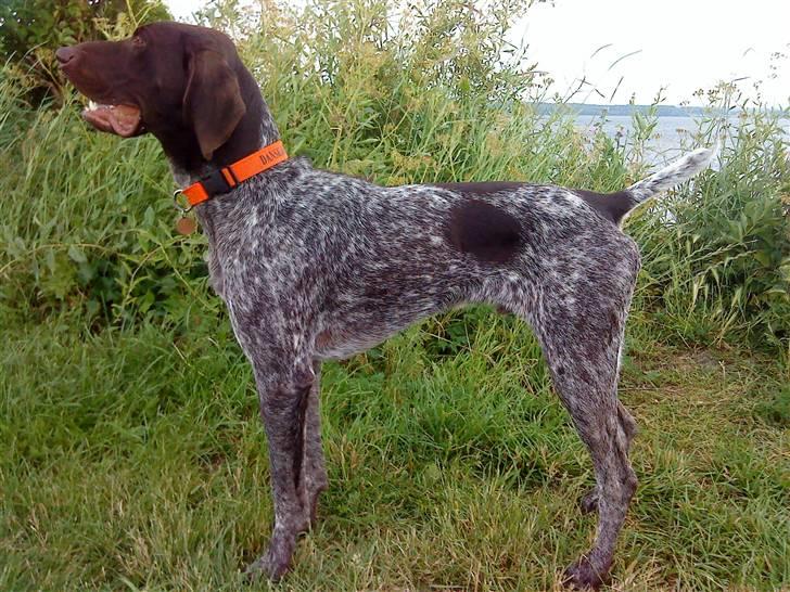 Korthåret hønsehund Søborggårds Ekko billede 21