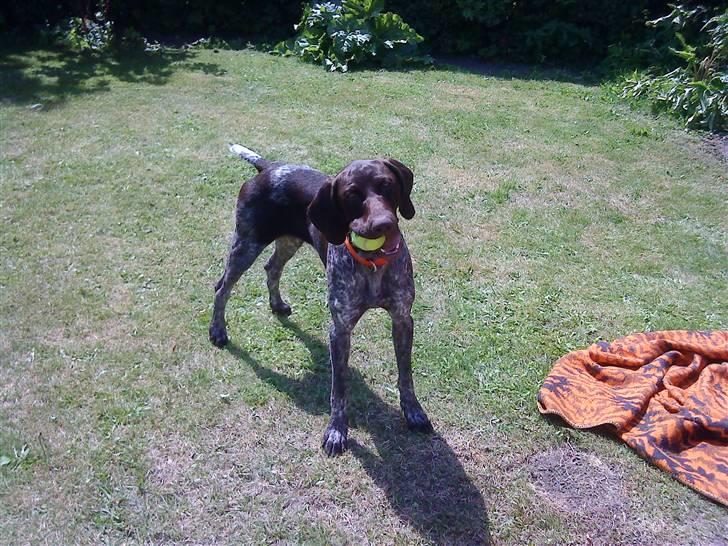 Korthåret hønsehund Søborggårds Ekko billede 22