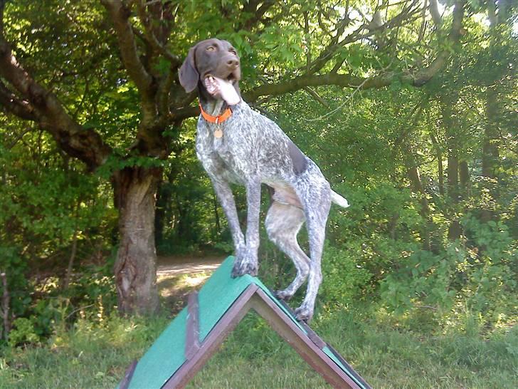 Korthåret hønsehund Søborggårds Ekko billede 23