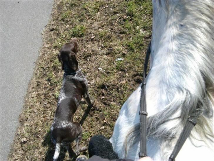 Korthåret hønsehund Søborggårds Ekko - Ekko går hinter ved Lamello billede 24