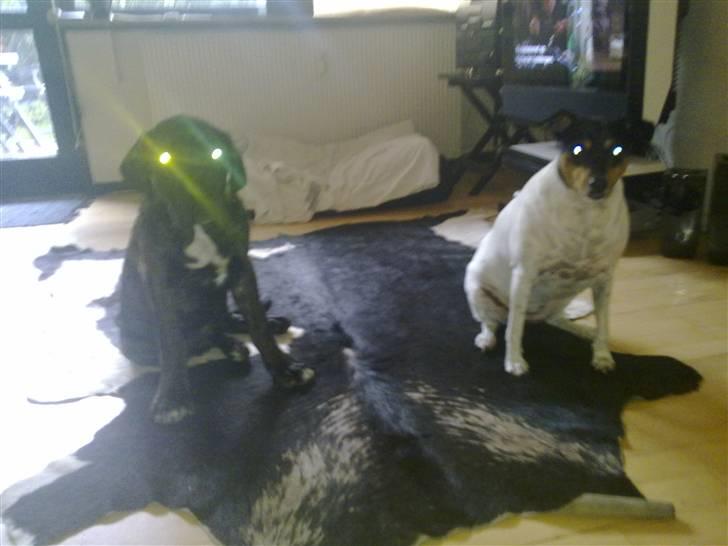 Cane corso Mojo! - ...Kom nu bare med det mad...!!! billede 6