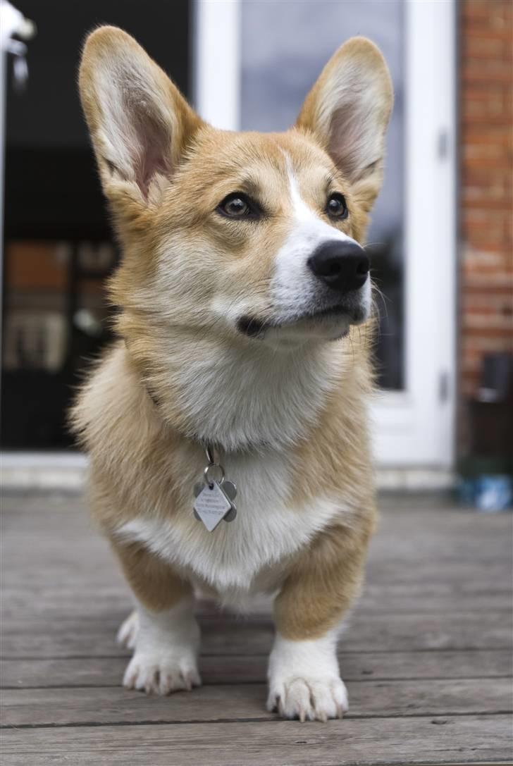 Welsh corgi pembroke Louie billede 14