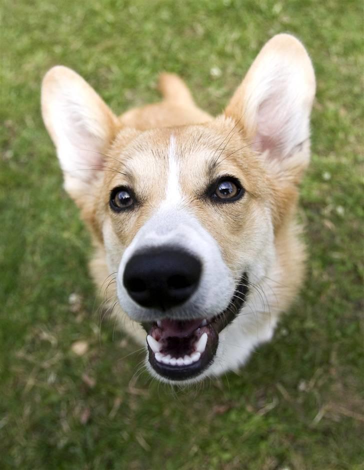 Welsh corgi pembroke Louie billede 15