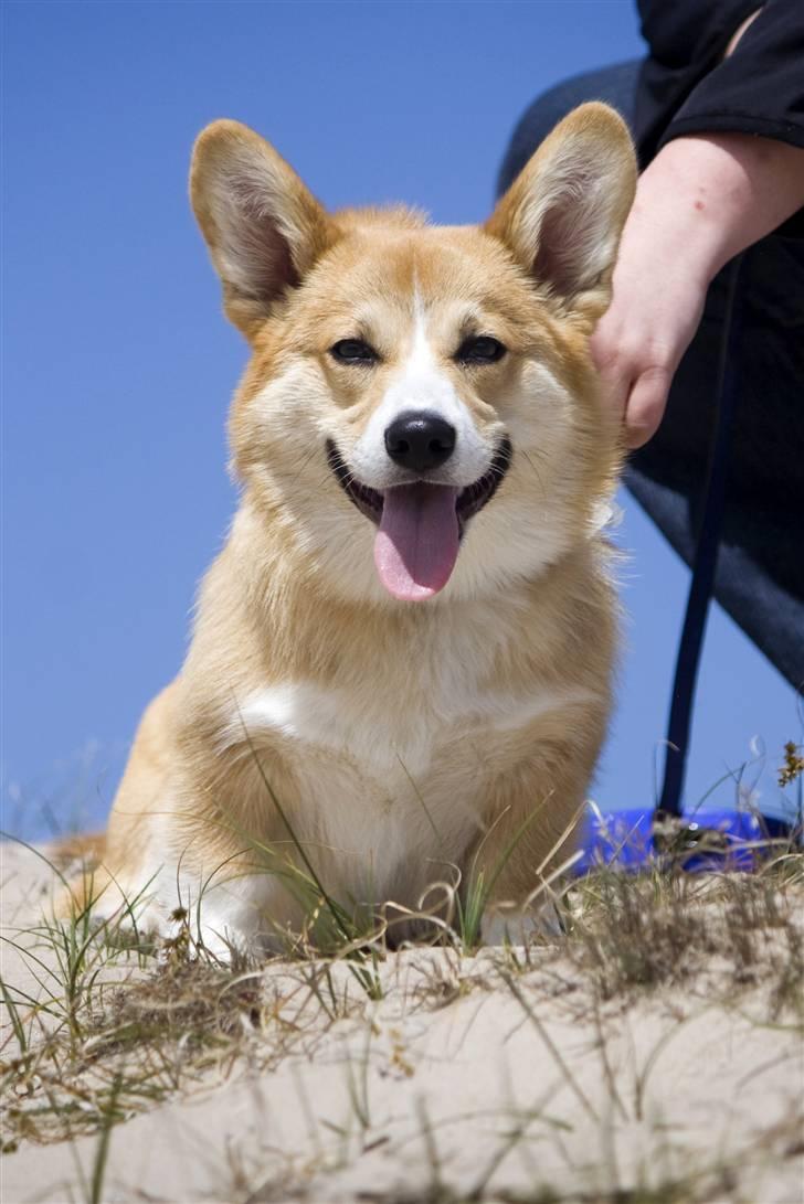 Welsh corgi pembroke Louie billede 16