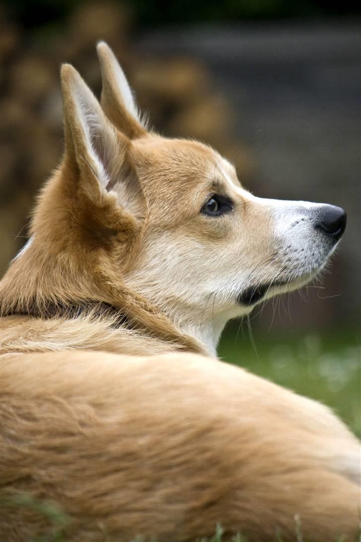 Welsh corgi pembroke Louie billede 17