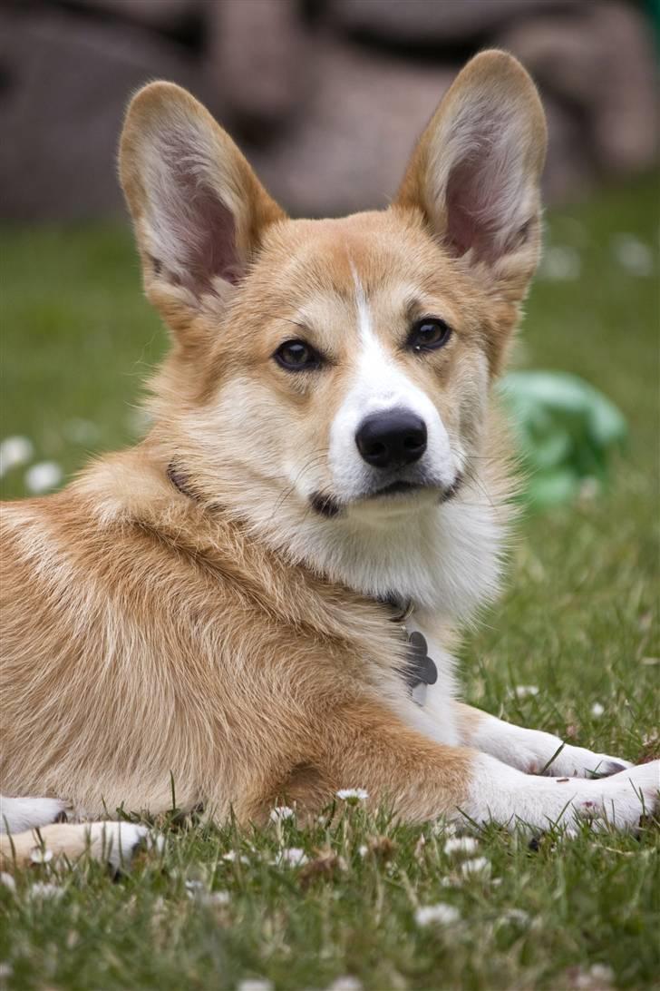 Welsh corgi pembroke Louie billede 18