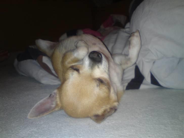 Chihuahua Monti *  - Det er nu dejligt med en lille lur på ryggen ;)  billede 14