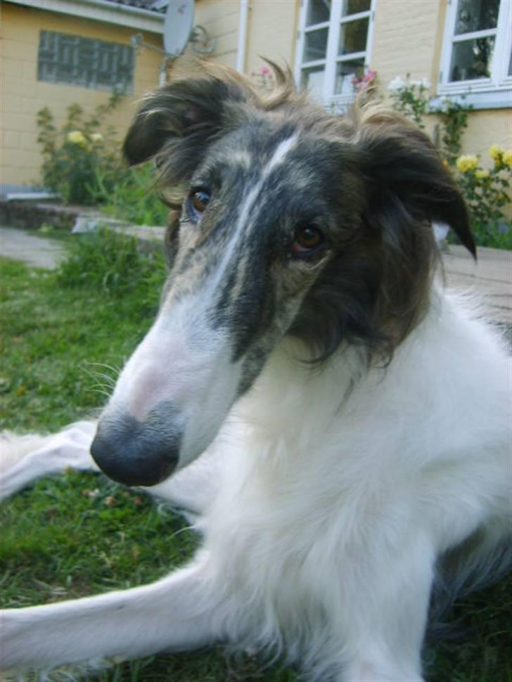 Borzoi Louis - Louis d.oi.07.2009. i sin have billede 1
