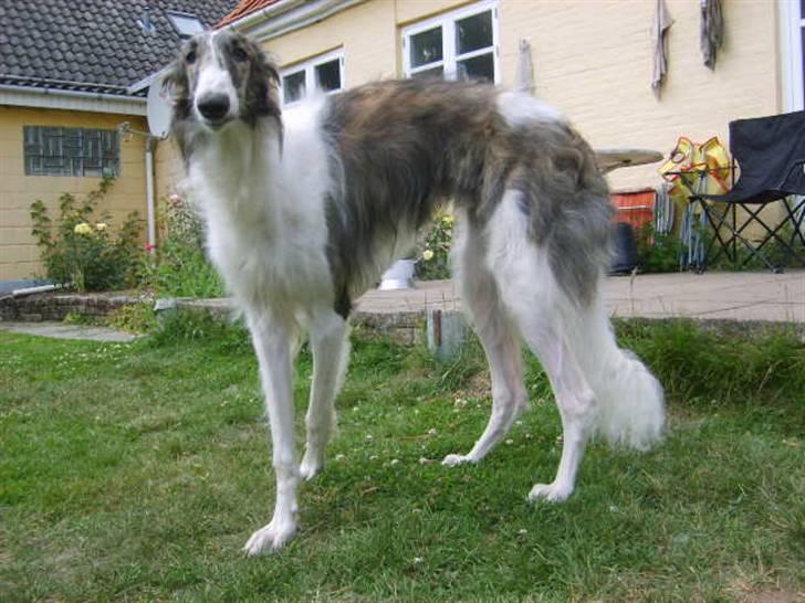 Borzoi Louis - Louis står pænt og ser på haven og nyder fuglesangstemmerne billede 4