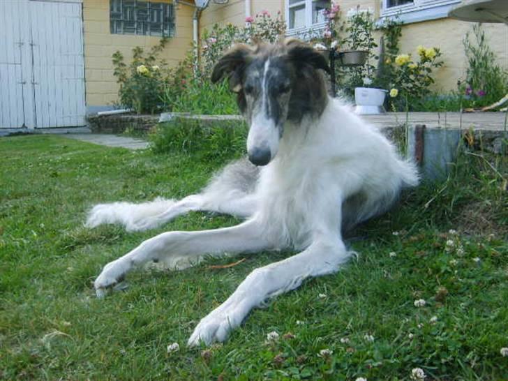 Borzoi Louis - Louis d.01.07.2009 ligger mest i skyggen på græsplænen billede 5