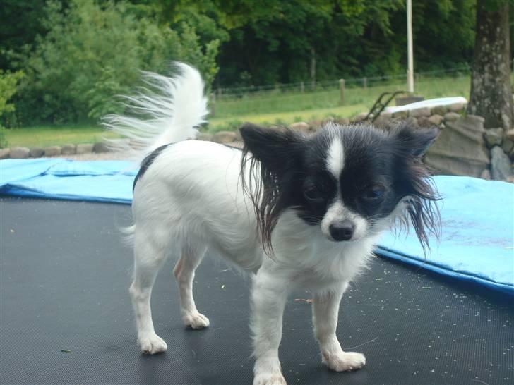 Chihuahua Fendi billede 9