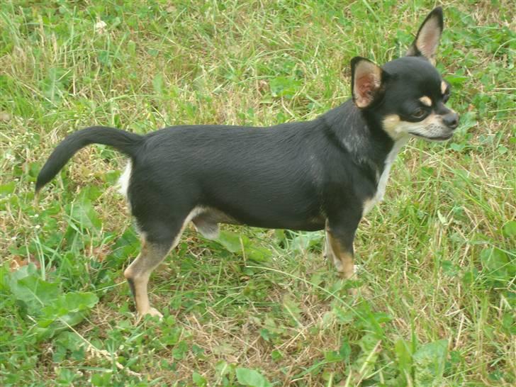 Chihuahua Fendi billede 10