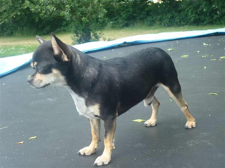 Chihuahua Fendi billede 11