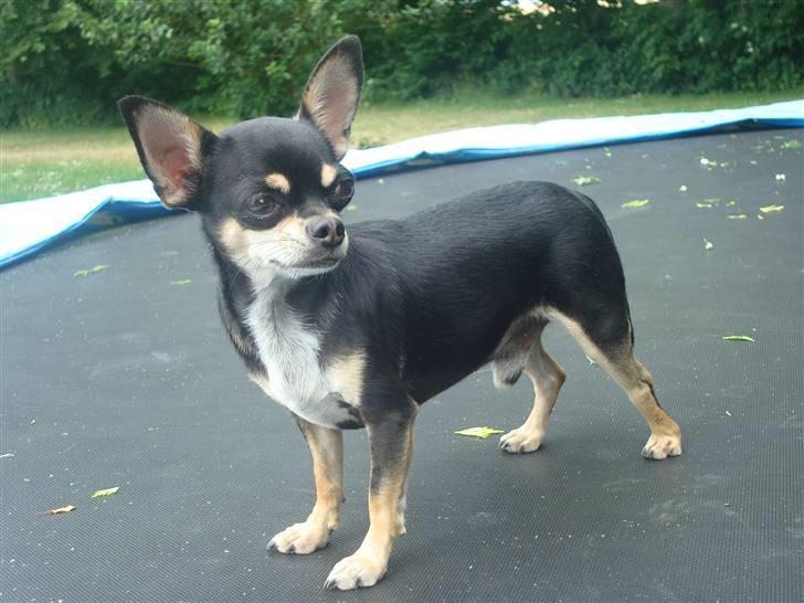 Chihuahua Fendi billede 12