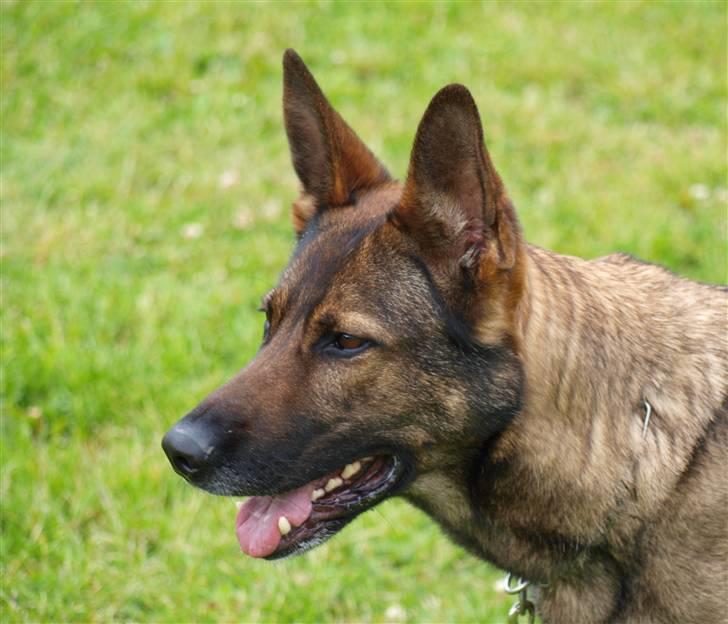 Schæferhund Dj'appes Ippe R.I.P. billede 13