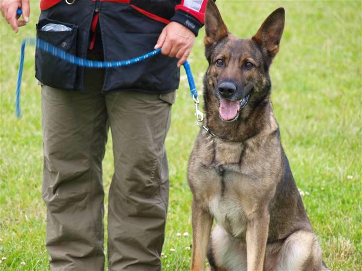 Schæferhund Dj'appes Ippe R.I.P. billede 14