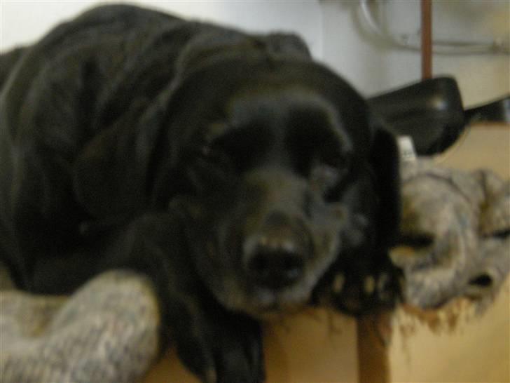 Labrador retriever *Aflivet, R.I.P. - Bella  - Bella har det med at dovne en del. billede 1