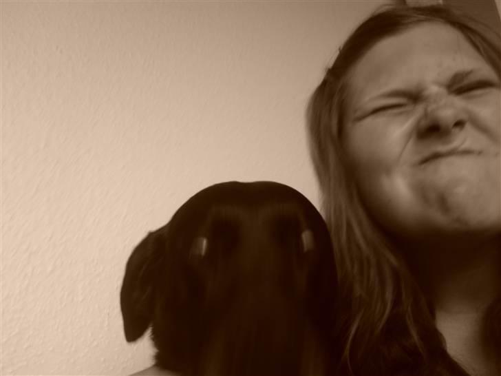 Labrador retriever *Aflivet, R.I.P. - Bella  - Man kan tydeligvis se Bella lige har slikket mig :P billede 2