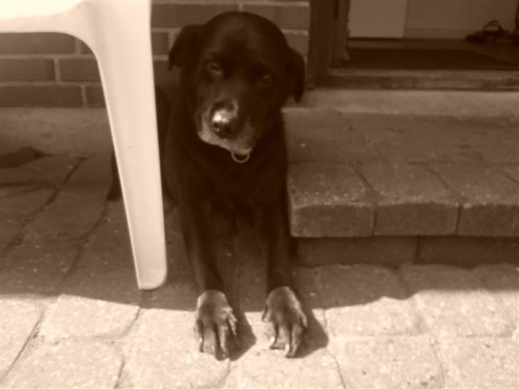 Labrador retriever *Aflivet, R.I.P. - Bella  - Bella kan godt lide sol og varme, men nogle gange er det ogs skønt at ligge i skyggen! billede 3