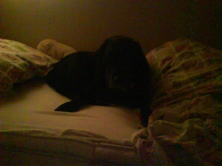 Labrador retriever *Aflivet, R.I.P. - Bella  - Hvis Bella er væk, så start med at kigge i min seng  billede 4