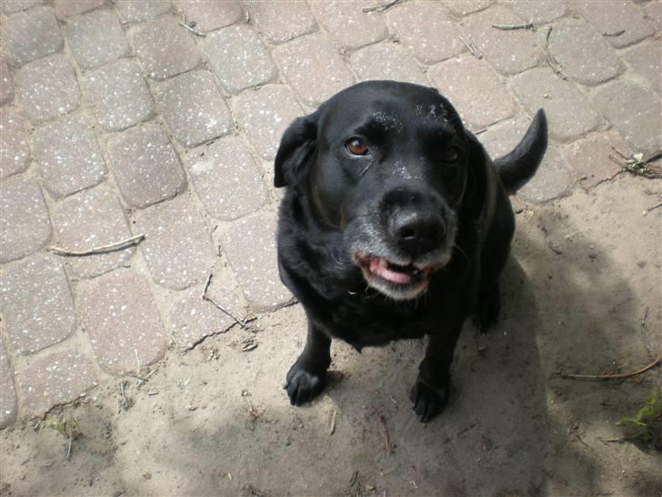 Labrador retriever *Aflivet, R.I.P. - Bella  - "VEEENT! Ik´ ta´ billedet! Har jeg noget mellem tænderne?" billede 5