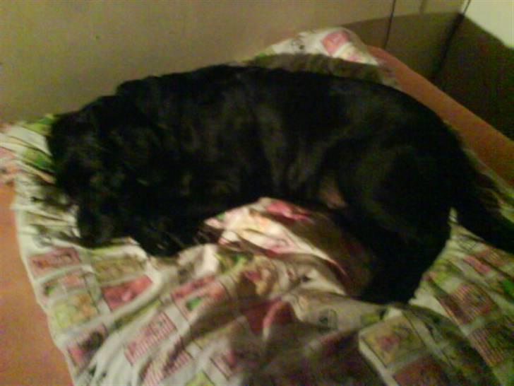 Labrador retriever *Aflivet, R.I.P. - Bella  - Bella synes min dyne er deeejlig!  billede 6