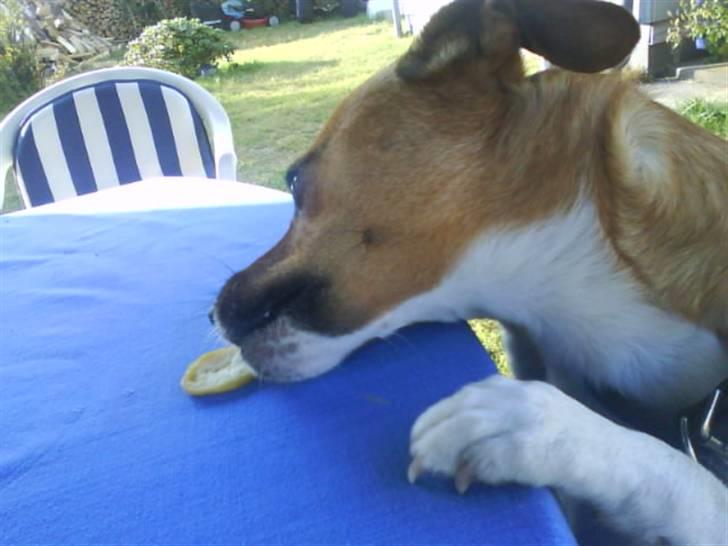 Dansk svensk gaardhund Mikkel - AFSLØRET! Taget i at snuppe mad fra bordet! billede 16
