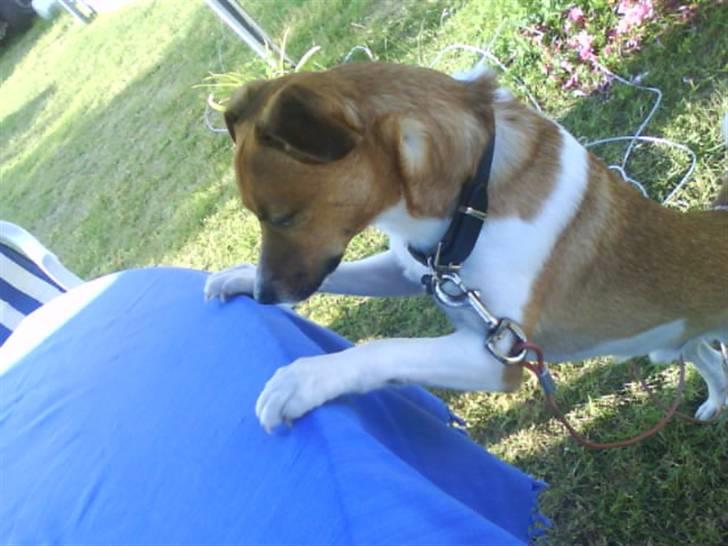 Dansk svensk gaardhund Mikkel - "Er der mere?,, billede 17