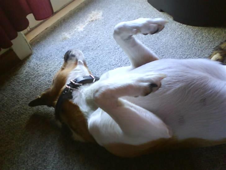 Dansk svensk gaardhund Mikkel - Mikkel der sover.! På en meget besynderlig måde? Haha! billede 18