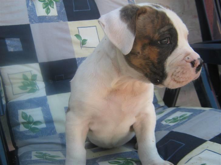 Amerikansk bulldog Dolce&Gabbana billede 1