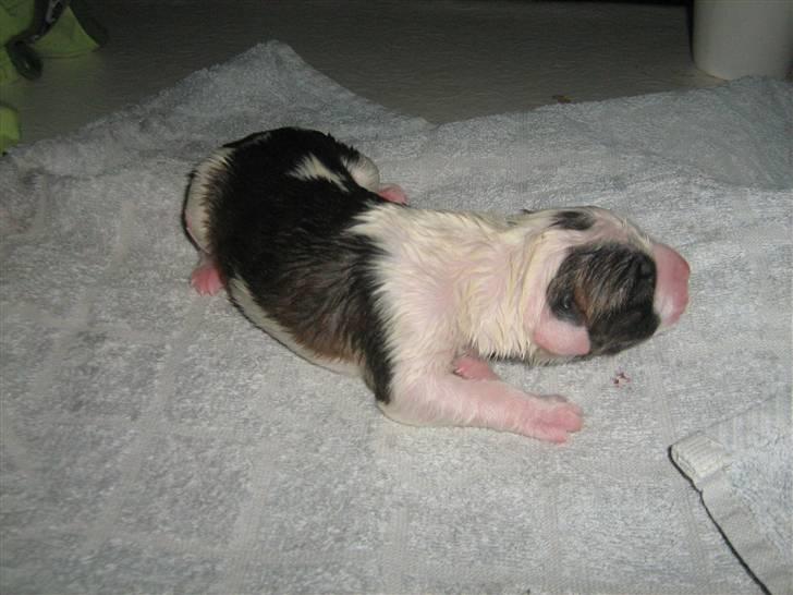 Amerikansk bulldog Dolce&Gabbana - da hun lige var blever født billede 2