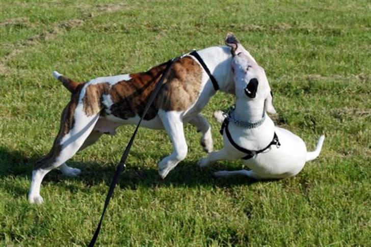 Bullterrier Maligårdens Beautiful Day - Sascha og Milo til træning billede 17