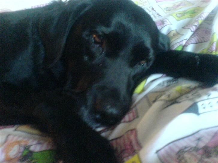 Labrador retriever *Aflivet, R.I.P. - Bella  billede 7
