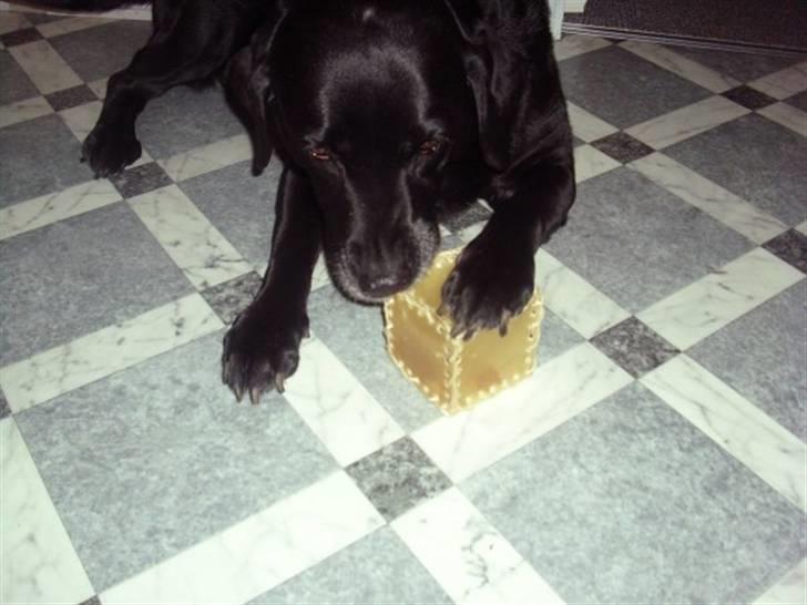 Labrador retriever *Aflivet, R.I.P. - Bella  billede 8