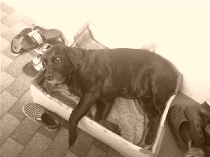 Labrador retriever *Aflivet, R.I.P. - Bella  billede 9